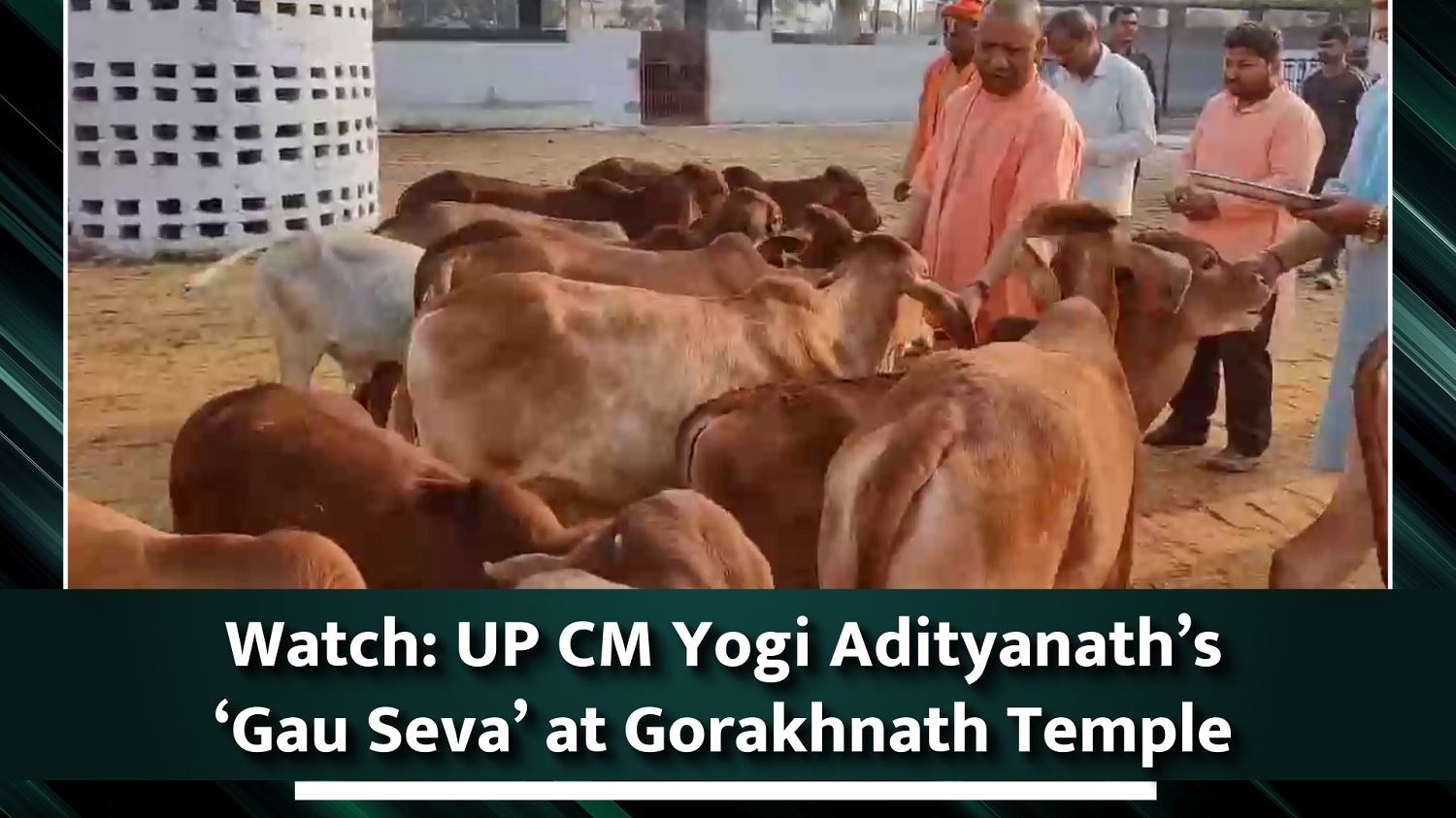 Watch Uttar Pradesh CM Yogi Adityanath`s `Gau Seva` at Gorakhnath Temple
